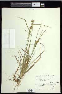 Carex flava image