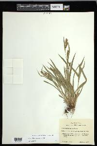 Carex flaccosperma image