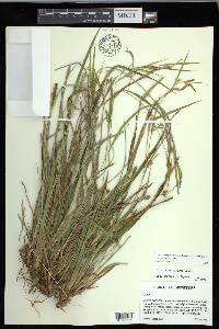 Carex flaccosperma image