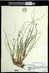 Carex floridana image