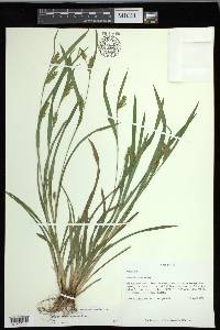 Carex flaccosperma image