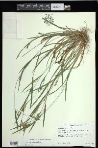 Carex flaccosperma image