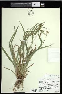 Carex flaccosperma image