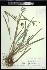 Carex flaccosperma image