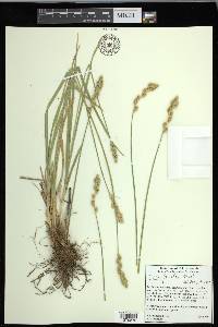 Carex fracta image