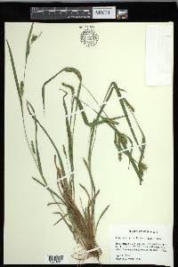 Carex flaccosperma image