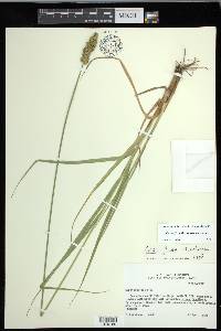 Carex fissa var. fissa image