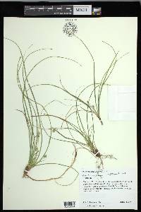 Carex floridana image