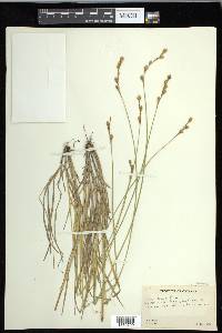 Carex foenea image