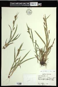 Carex flaccosperma image