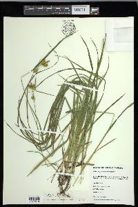 Carex flava image