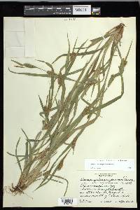 Carex flaccosperma image