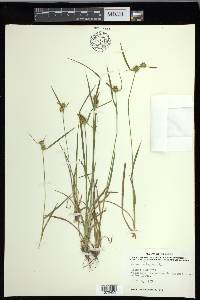 Carex flava image