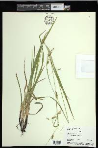 Carex formosa image