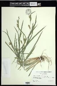 Carex flaccosperma image