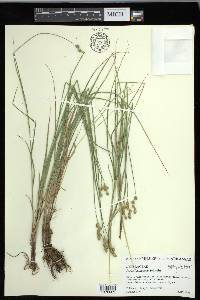 Carex festucacea image