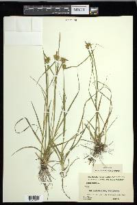 Carex flava image