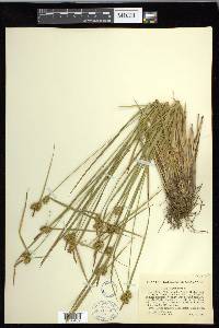 Carex flava image