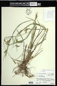 Carex flaccosperma image