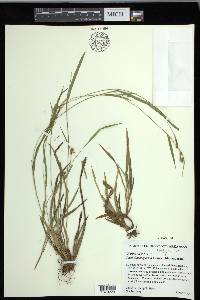 Carex flaccosperma image