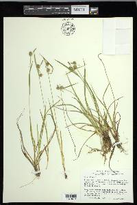 Carex flava image