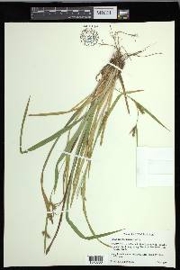 Carex flaccosperma image