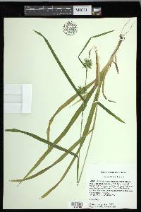 Carex folliculata image