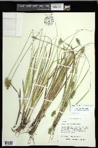 Carex fissa image