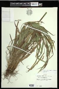 Carex flaccosperma image