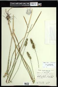 Carex fissa var. aristata image