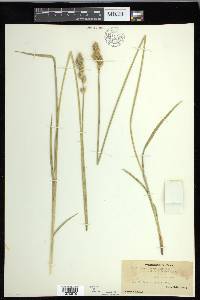 Carex fracta image