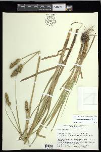 Carex fissa var. fissa image