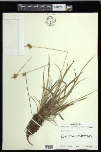 Carex flava image