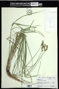 Carex festucacea image