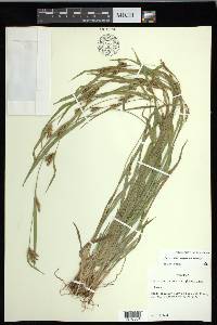 Carex flaccosperma image