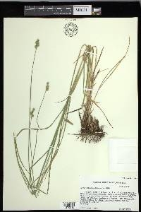 Carex festucacea image