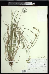 Carex foenea image