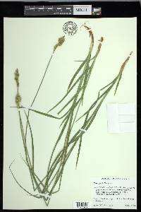 Carex fracta image