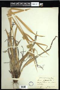 Carex folliculata image