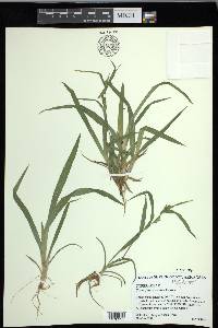 Carex flaccosperma image