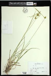 Carex flava image