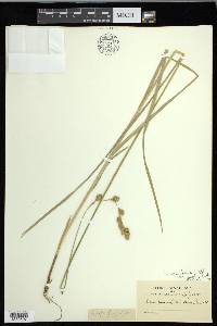 Carex foenea image