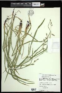 Carex formosa image