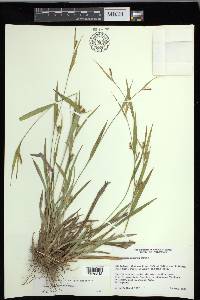 Carex flaccosperma image