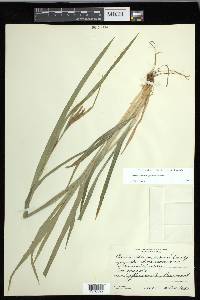 Carex flaccosperma image