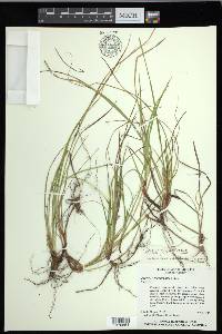 Carex floridana image