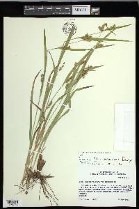 Carex flaccosperma image