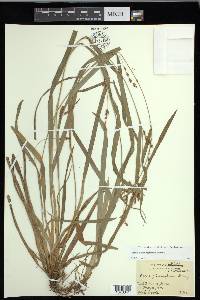 Carex flaccosperma image