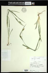 Carex flaccosperma image