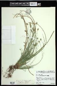 Carex floridana image